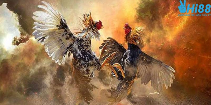 Lưu ý cần biết khi cá cược đá gà trực tuyến