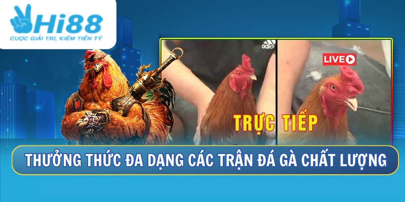 Xem Đá Gà Trực Tiếp Hôm Nay Có Bình Luận Viên Tại Hi88 1 Thưởng thức đa dạng các trận chọi kê chuyên nghiệp