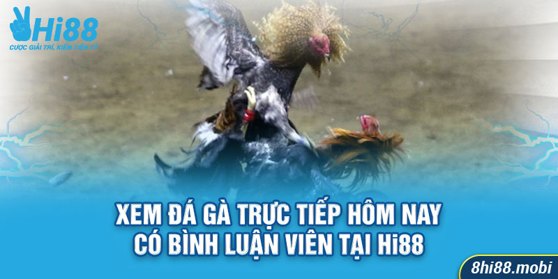 Xem Đá Gà Trực Tiếp Hôm Nay Có Bình Luận Viên Tại Hi88 2 Xem đá gà trực tiếp hôm nay cuốn hút cùng bình luận viên